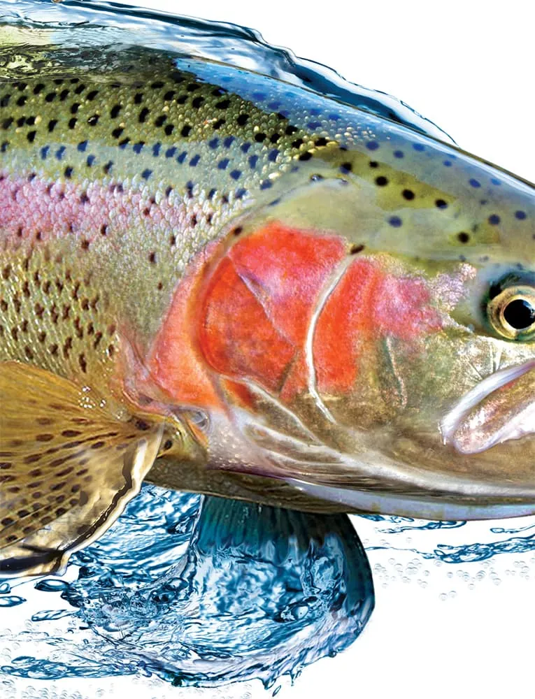 Men's UV Rainbow Trout Fishing Shirt by Rattlin Jack | Long Sleeve | UPF 50 Sun Protection | Performance Polyester Rash Guard |